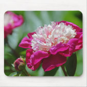 Rosa Hütte Peony Botanischer Garten Blume Mousepad (Vorne)