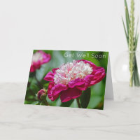 Rosa Hütte Peony Garden Blume bald gut