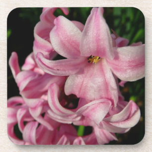 Rosa Hyacinth Frühlingsfloral Getränkeuntersetzer