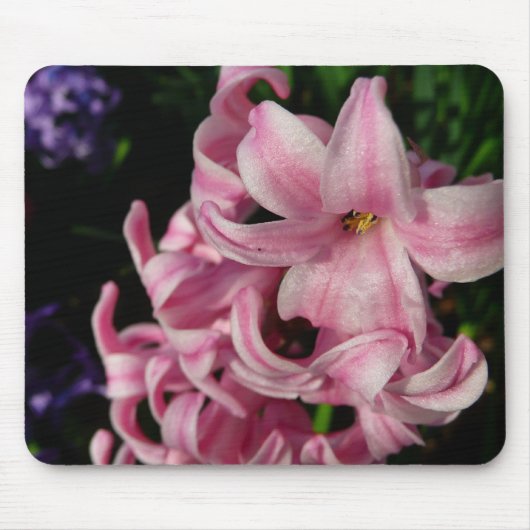 Rosa Hyacinth Frühlingsfloral Mousepad (Vorne)