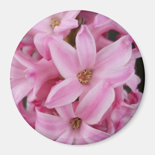 rosa Hyazinthe-Blume Magnet (Vorne)