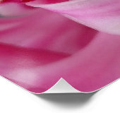 rosa Hyazinthe-Blume Poster (Ecke)