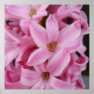 rosa Hyazinthe-Blume Poster