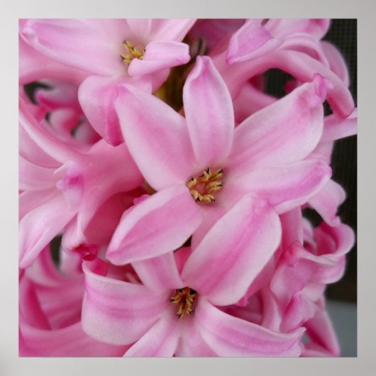 rosa Hyazinthe-Blume Poster (Vorne)