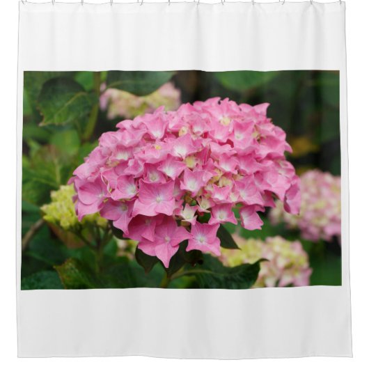 Rosa Hydrangea-Blume im Garten Duschvorhang (Vorderseite)