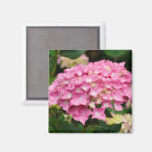 Rosa Hydrangea-Blume Magnet (Vorderseite/Rückseite)