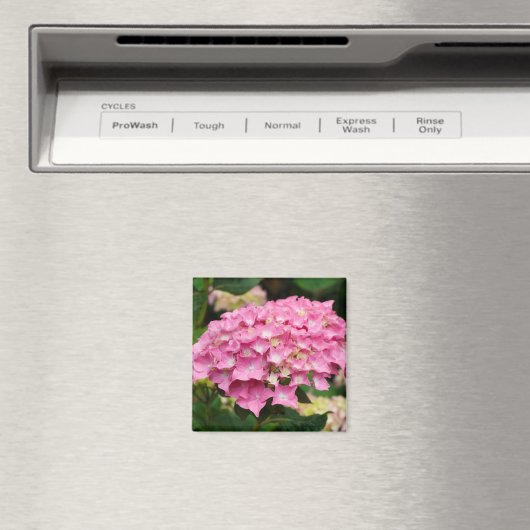 Rosa Hydrangea-Blume Magnet (In Situ (Geschirrspüler))