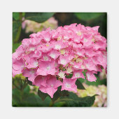 Rosa Hydrangea-Blume Magnet (Vorne)