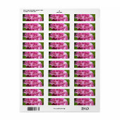 Rosa Hydrangea Blume Mailing Label (Vorne)