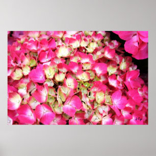 Rosa Hydrangea-Blumenstrauß-Plakat, S Cyr Poster