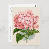 Rosa Hydrangea Botanische Printwerbung Postkarte (Vorne/Hinten)