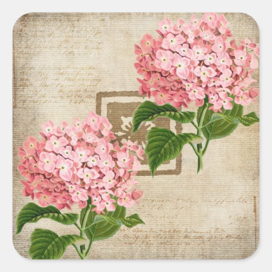 Rosa Hydrangea-Cluster II Quadratischer Aufkleber (Vorderseite)