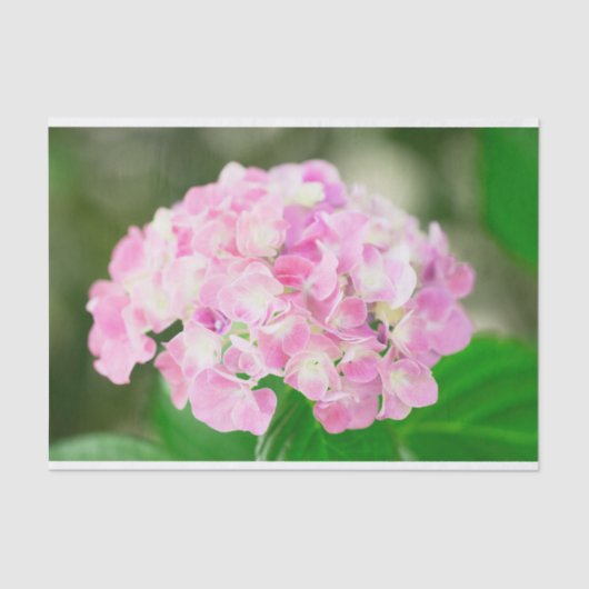 Rosa Hydrangea im Sommer Seidenpapier (Vorderseite)