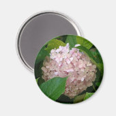 Rosa Hydrangea Magnet (Vorderseite/Rückseite)
