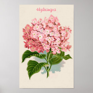 Rosa Hydrangea-Plakat Poster