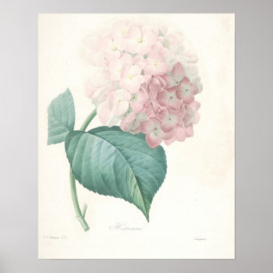 Rosa Hydrangea Poster