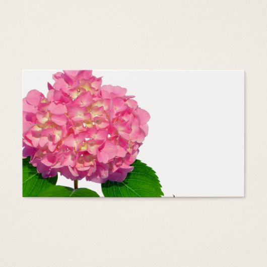 Rosa Hydrangea Rosa Blume (Vorderseite)