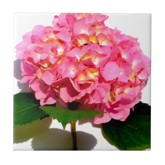 Rosa Hydrangea Rosa Blume Fliese (Vorderseite)