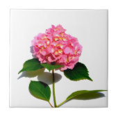 Rosa Hydrangea Rosa Blume Fliese (Vorderseite)