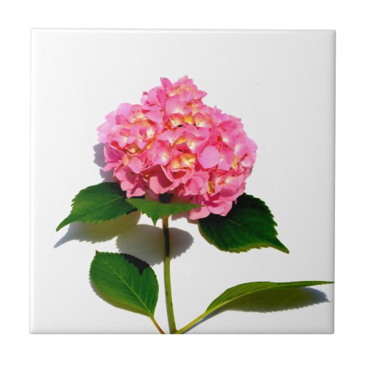 Rosa Hydrangea Rosa Blume Fliese (Vorderseite)