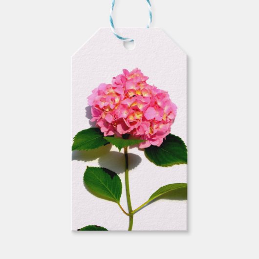 Rosa Hydrangea Rosa Blume Geschenkanhänger (Vorderseite)