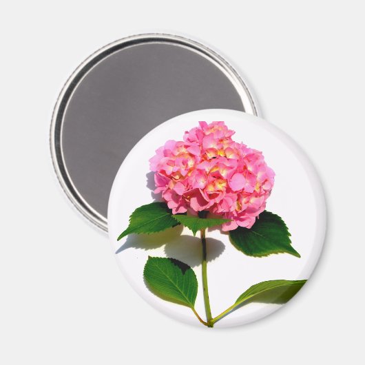 Rosa Hydrangea Rosa Blume Rosa Blüte Magnet (Vorderseite/Rückseite)