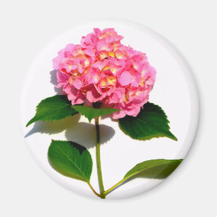 Rosa Hydrangea Rosa Blume Rosa Blüte Magnet