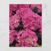 Rosa Hydrangea Schönheit Postkarte (Vorderseite)