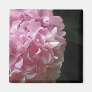 Rosa Hydrangeas-Magnete Magnet