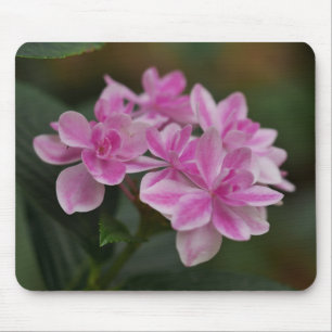 Rosa Hydrangeen-Blumen-Mauspad Mousepad