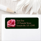 Rosa I Hübsche Blumenfotografie (Insitu)