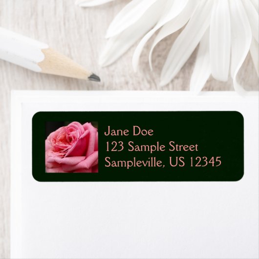 Rosa I Hübsche Blumenfotografie (Insitu)