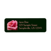 Rosa I Hübsche Blumenfotografie (Vorne)