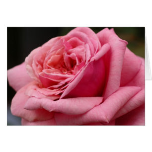 Rosa I Hübsche Blumenfotografie