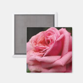 Rosa I Hübsche Blumenfotografie Magnet (Vorderseite/Rückseite)