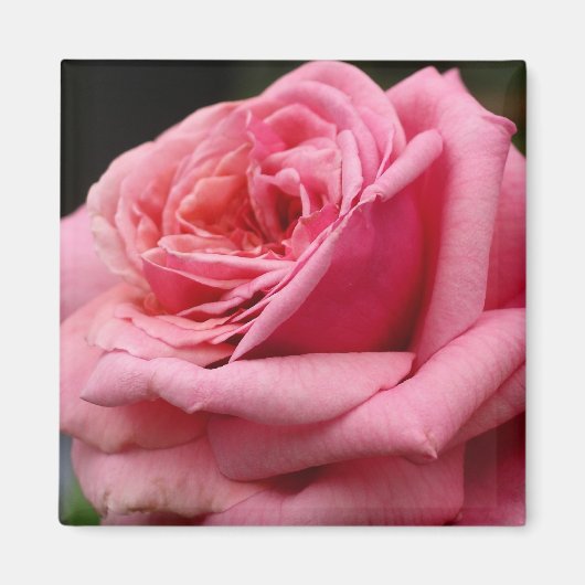 Rosa I Hübsche Blumenfotografie Magnet (Vorne)