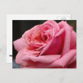 Rosa I Hübsche Blumenfotografie Postkarte (Vorne/Hinten)