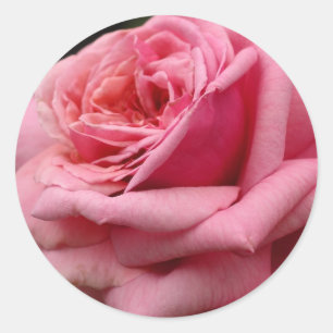 Rosa I Hübsche Blumenfotografie Runder Aufkleber