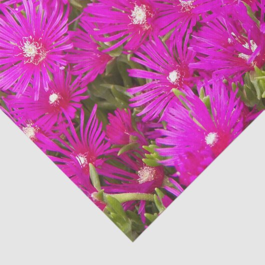 Rosa Ice Pflanze Blume Blumenbeete Seidenpapier (Ausschnitt)
