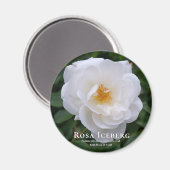Rosa Iceberg Magnet (Vorderseite/Rückseite)