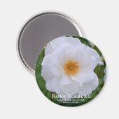 Rosa Iceberg Magnet (Vorderseite/Rückseite)