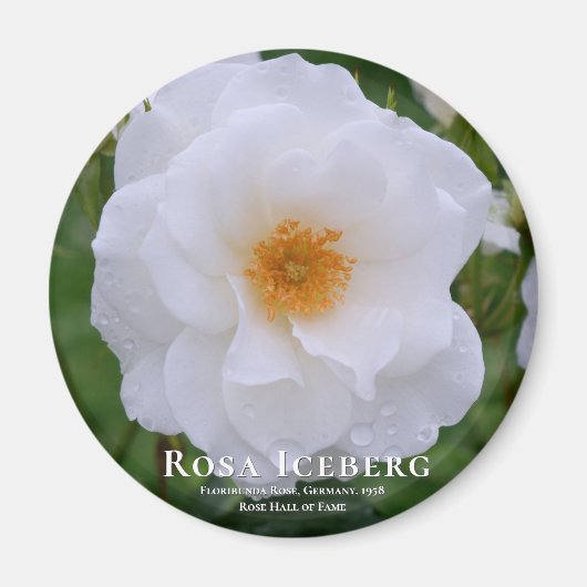 Rosa Iceberg Magnet (Vorne)