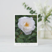Rosa Iceberg Postkarte (Stehend Vorderseite)
