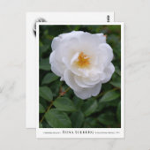 Rosa Iceberg Postkarte (Vorne/Hinten)