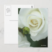 Rosa Iceberg Postkarte (Vorne/Hinten)