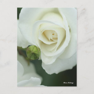 Rosa Iceberg Postkarte