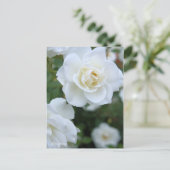 Rosa Iceberg [Postkarte] Postkarte (Stehend Vorderseite)