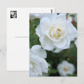 Rosa Iceberg [Postkarte] Postkarte (Vorne/Hinten)