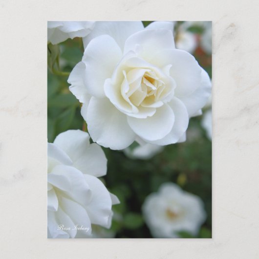 Rosa Iceberg [Postkarte] Postkarte (Vorderseite)