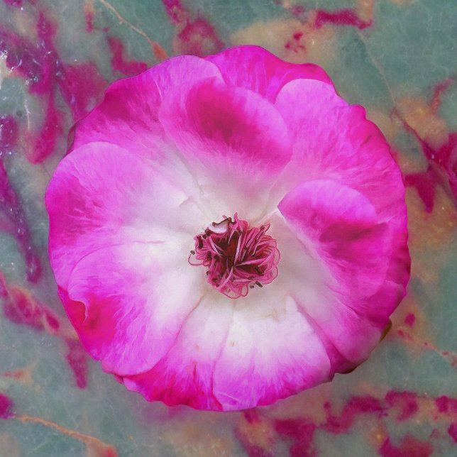 Rosa Iceberg-Rose Rundes Kissen (Von Creator hochgeladen)